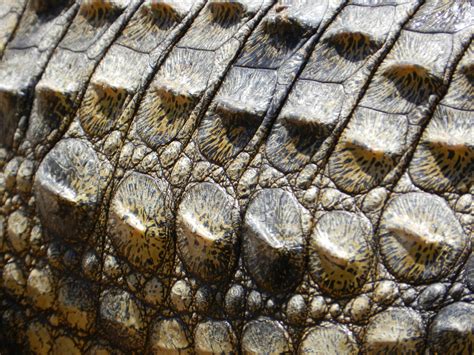 nile crocodile skin